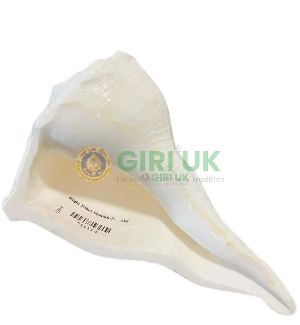 Right Hand Shankh (conch)