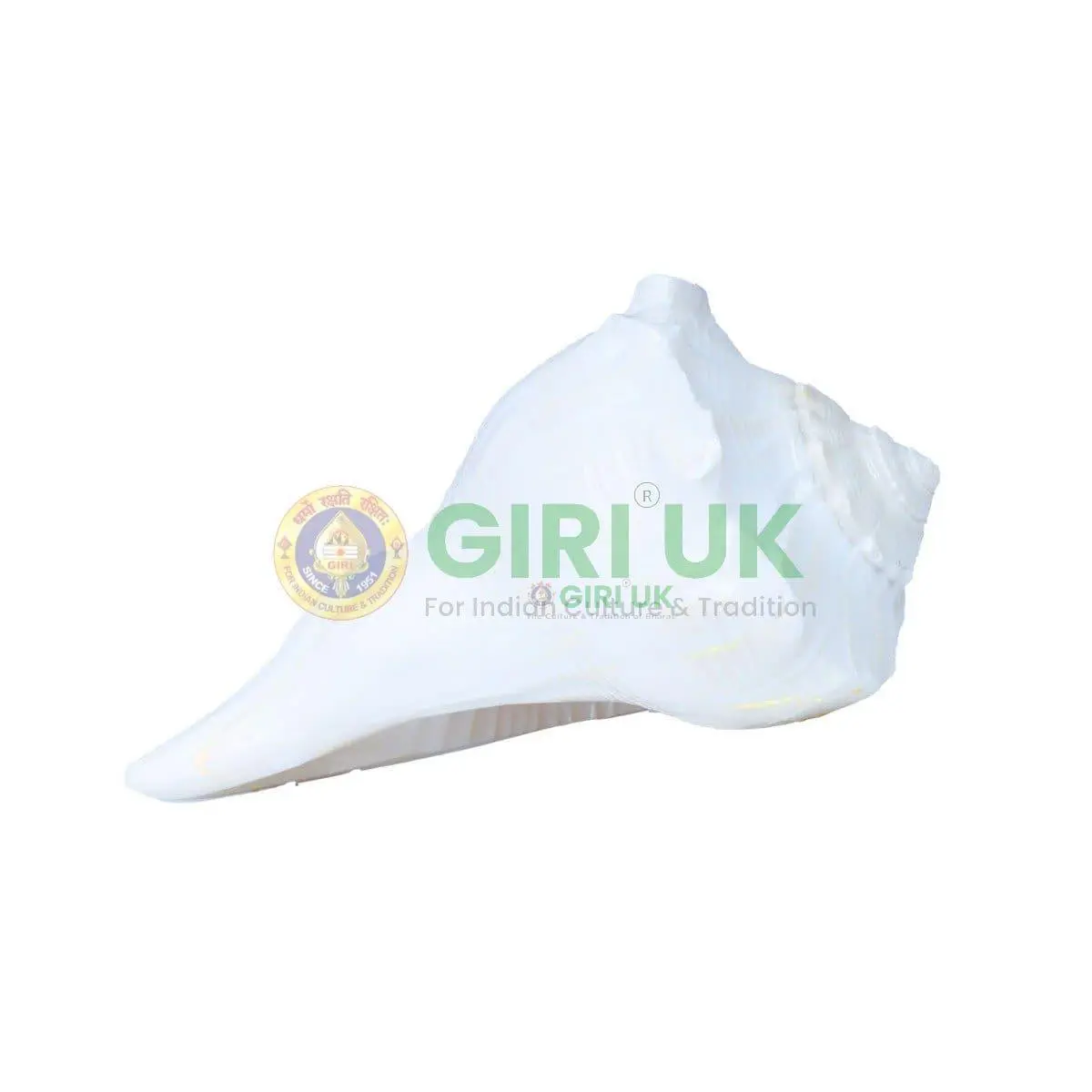 Right Handed Shank (conch)