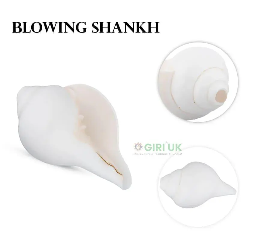 Blowing Shankh - 3.5x6.5 Inch